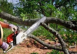 Why Choose Our Tree Removal Services in Truckee, CA?